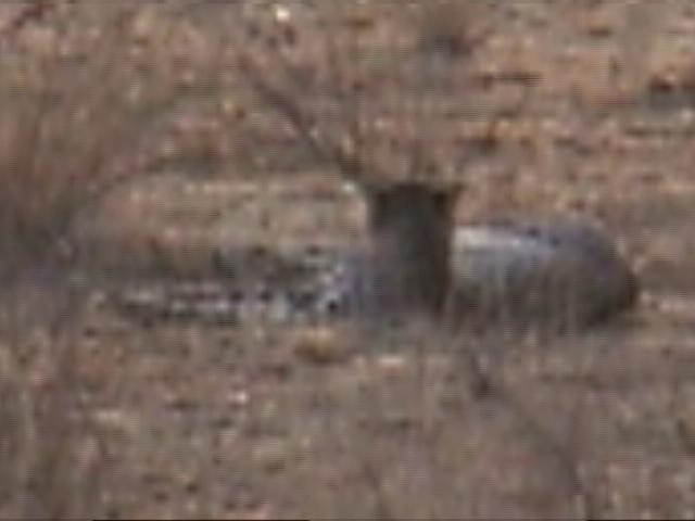 (P:\Africa\VideoStills) Dn-a1245.jpg (Cheetah); Image ONLY
