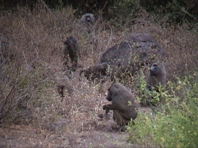 (P:\Africa\VideoStills) Dn-a1560.jpg (Baboons); Image ONLY