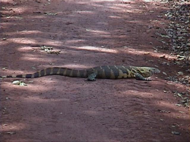 (P:\Africa\VideoStills) Dn-a1645.jpg (Nile Monitor); Image ONLY