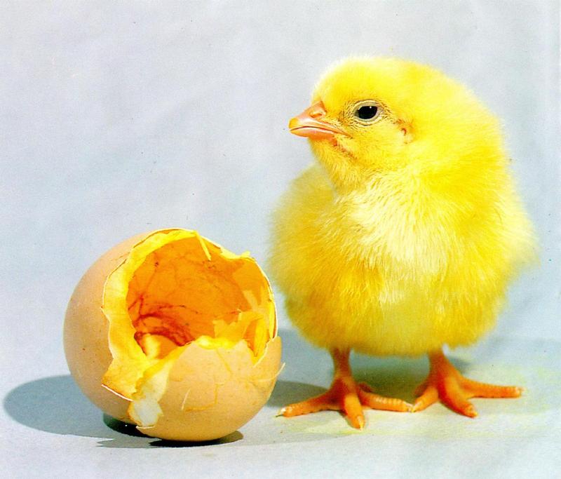 Chick - just hatched out  (1/1); DISPLAY FULL IMAGE.