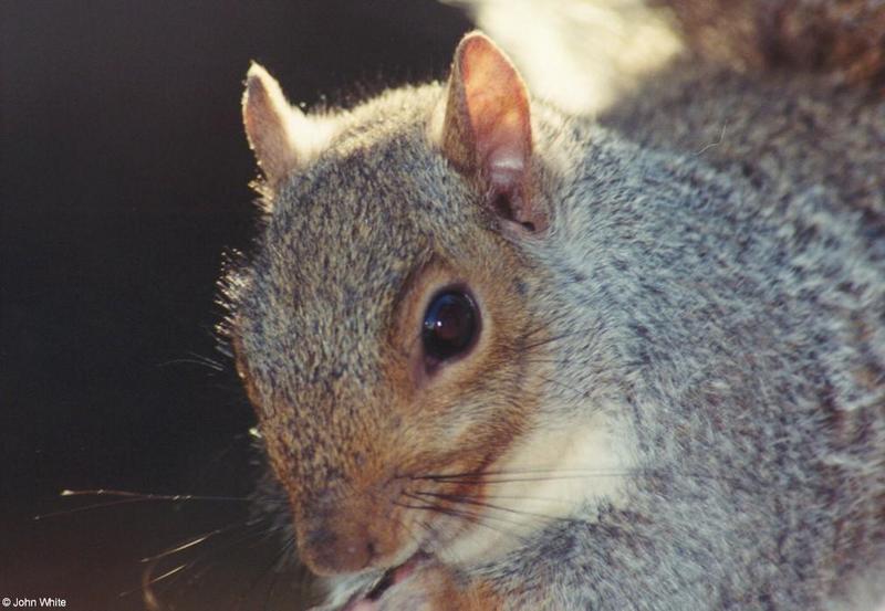 Gray Squirrel (Close-up); DISPLAY FULL IMAGE.