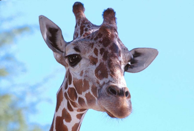 Re: Giraffes?; DISPLAY FULL IMAGE.