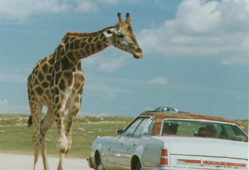A Giraffe; DISPLAY FULL IMAGE.