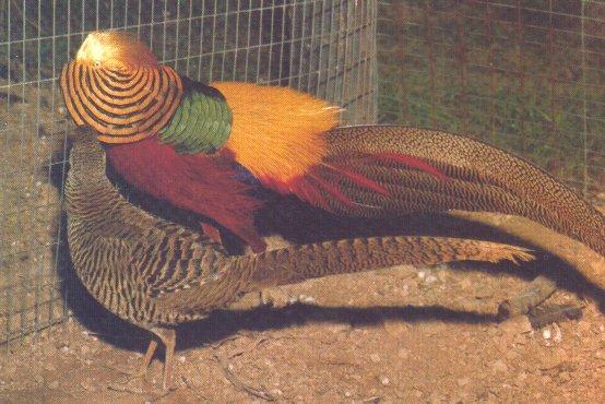 Pheasant - Golden; Image ONLY