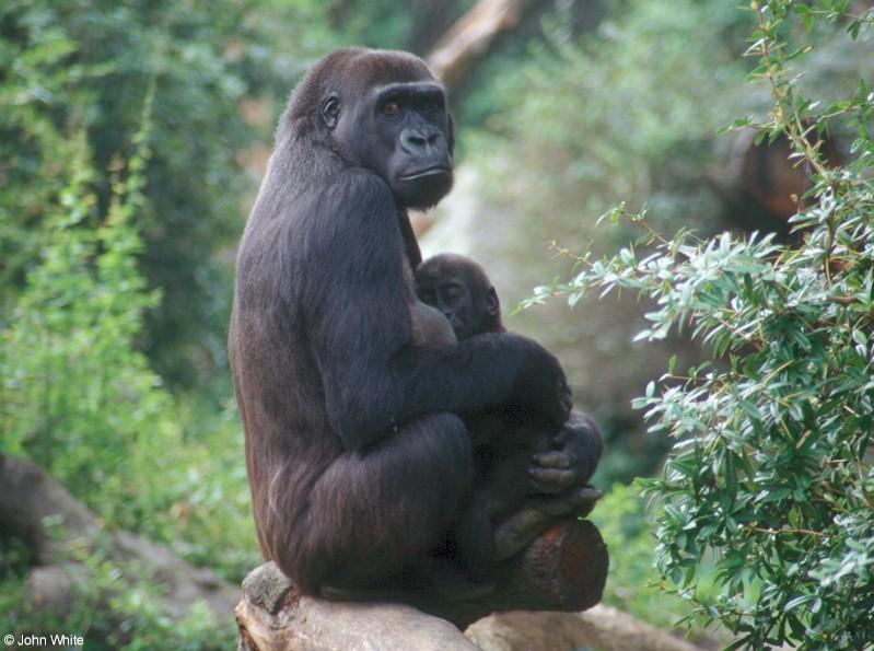 Gorilla mum and baby 1; DISPLAY FULL IMAGE.