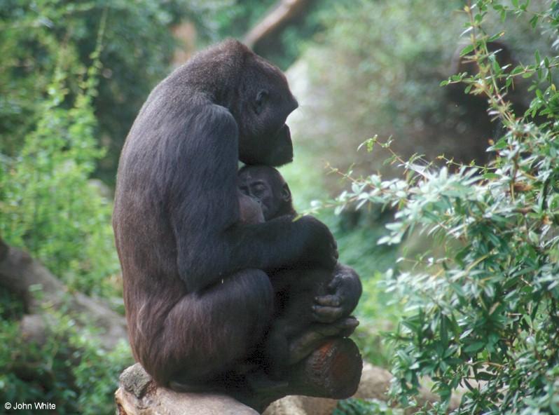 Gorilla mum and baby 2; DISPLAY FULL IMAGE.