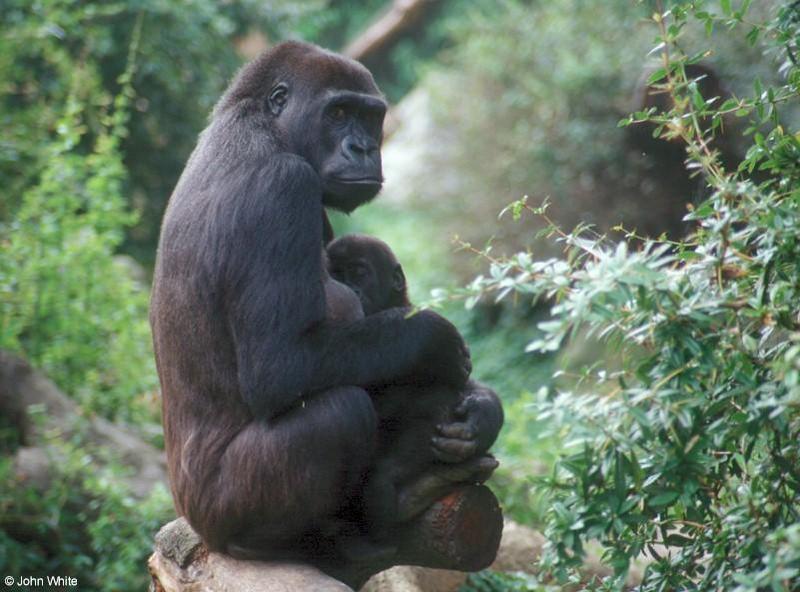 Gorilla mum and baby 3; DISPLAY FULL IMAGE.