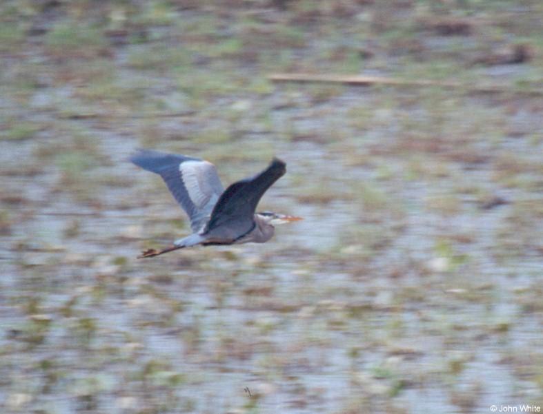 Great Blue Heron Flying; DISPLAY FULL IMAGE.