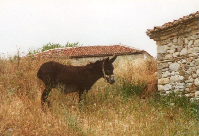 Misc Animals from Greece  - Donkey1.jpg; DISPLAY FULL IMAGE.