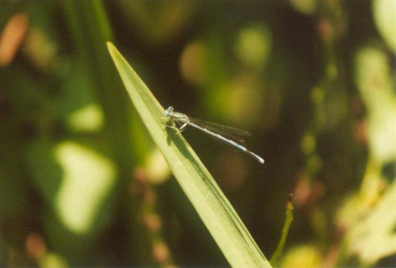 Insects from Greece 1 - Damselfly3.jpg; DISPLAY FULL IMAGE.