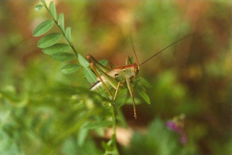 Insects from Greece 3 - Grasshopper1.jpg; DISPLAY FULL IMAGE.