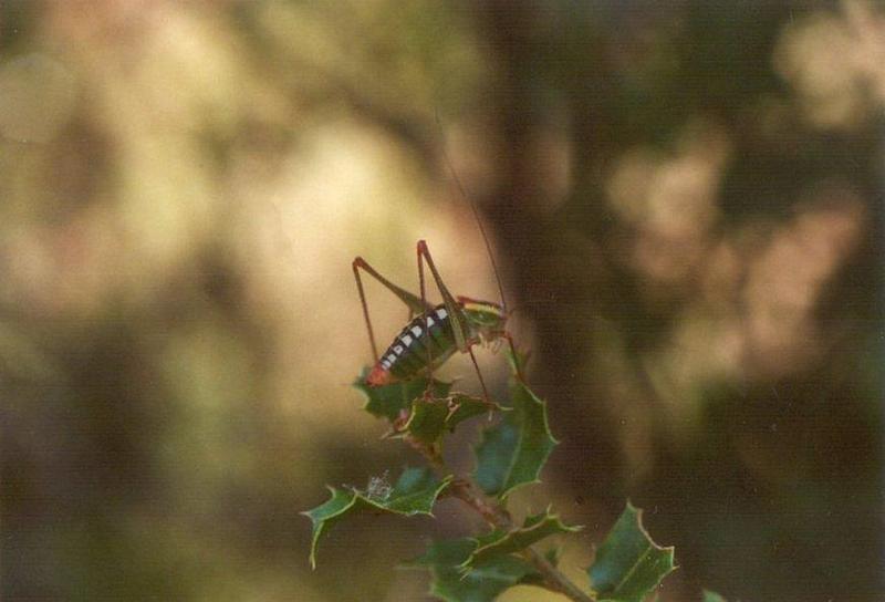 Insects from Greece 3 - Grasshopper4.jpg; DISPLAY FULL IMAGE.