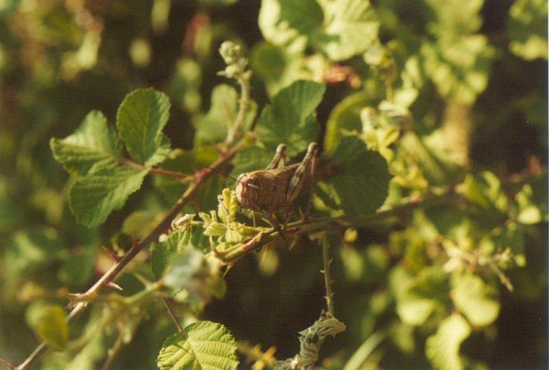 Insects from Greece 3 - Grasshopper5.jpg; DISPLAY FULL IMAGE.