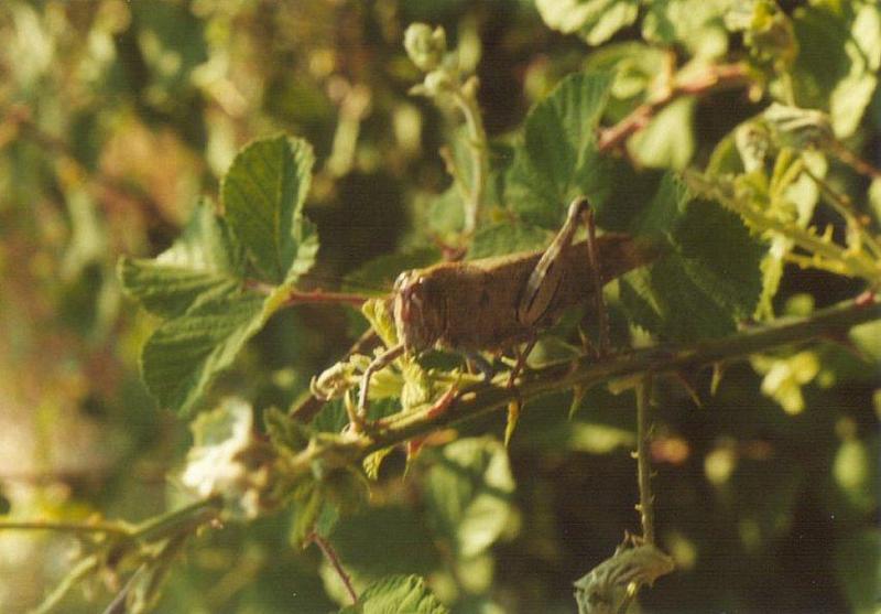 Insects from Greece 3 - Grasshopper6.jpg; DISPLAY FULL IMAGE.