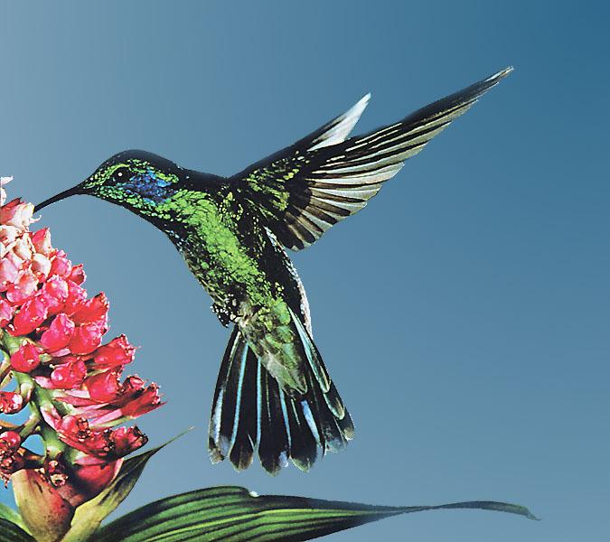 Hummingbird - green violet-ear hummingbird 01; Image ONLY
