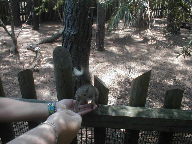 Hand fed squirrel; DISPLAY FULL IMAGE.