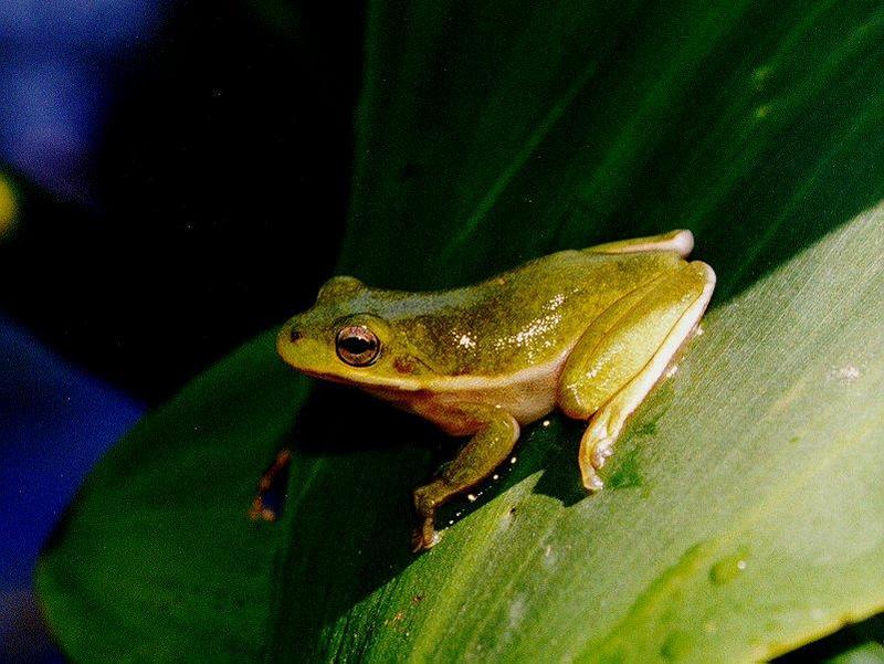 Green frog - Hyla cinerea; DISPLAY FULL IMAGE.
