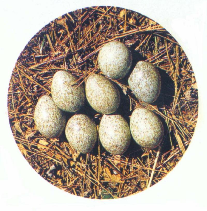 Korean Magpie Eggs (까치알); DISPLAY FULL IMAGE.