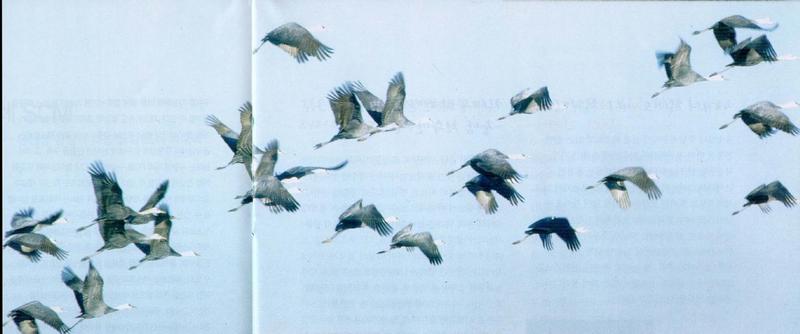 Hooded Cranes (Grus monacha); DISPLAY FULL IMAGE.