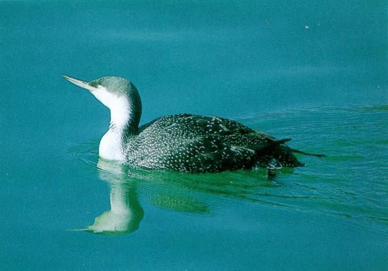 Red-throated Loon - Winter plumage (아비); DISPLAY FULL IMAGE.