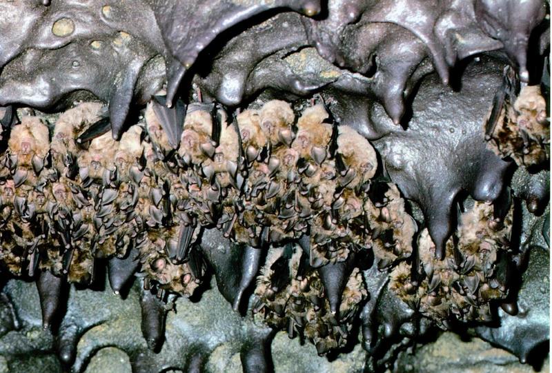 Greater Horseshoe Bat 2 - Maternity Colony (Rhinolophus ferrumequinum korai); DISPLAY FULL IMAGE.