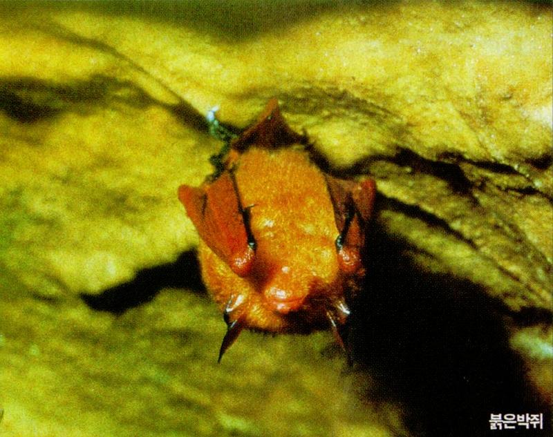 Korean Orange Whiskered Bat (1/1); DISPLAY FULL IMAGE.