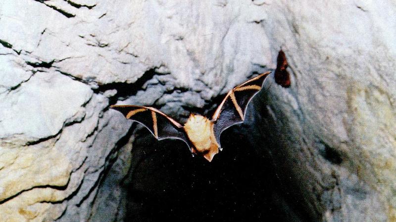 Korean Orange Whiskered Bat 1 (1/1) - 붉은박쥐(황금박쥐); DISPLAY FULL IMAGE.