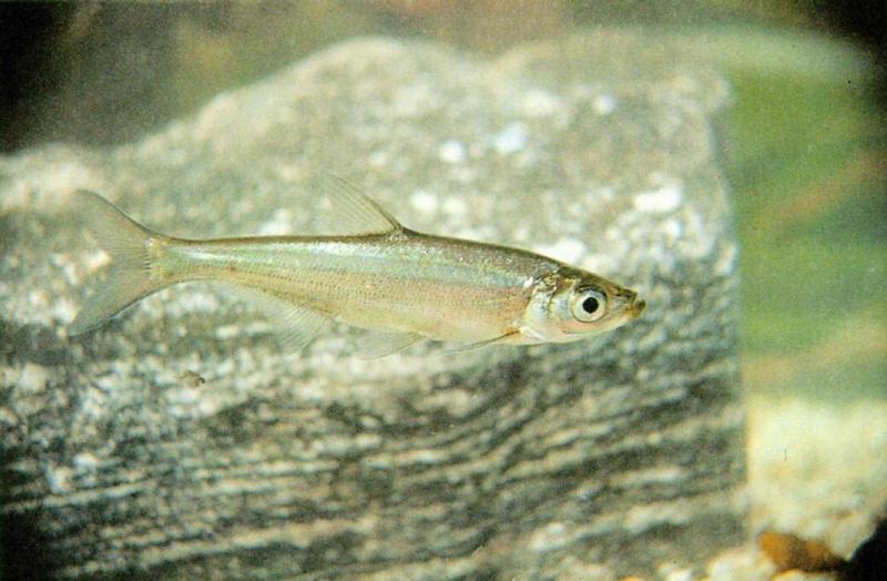Korean fish - Erythroculter erythropterus 1 (강준치); DISPLAY FULL IMAGE.