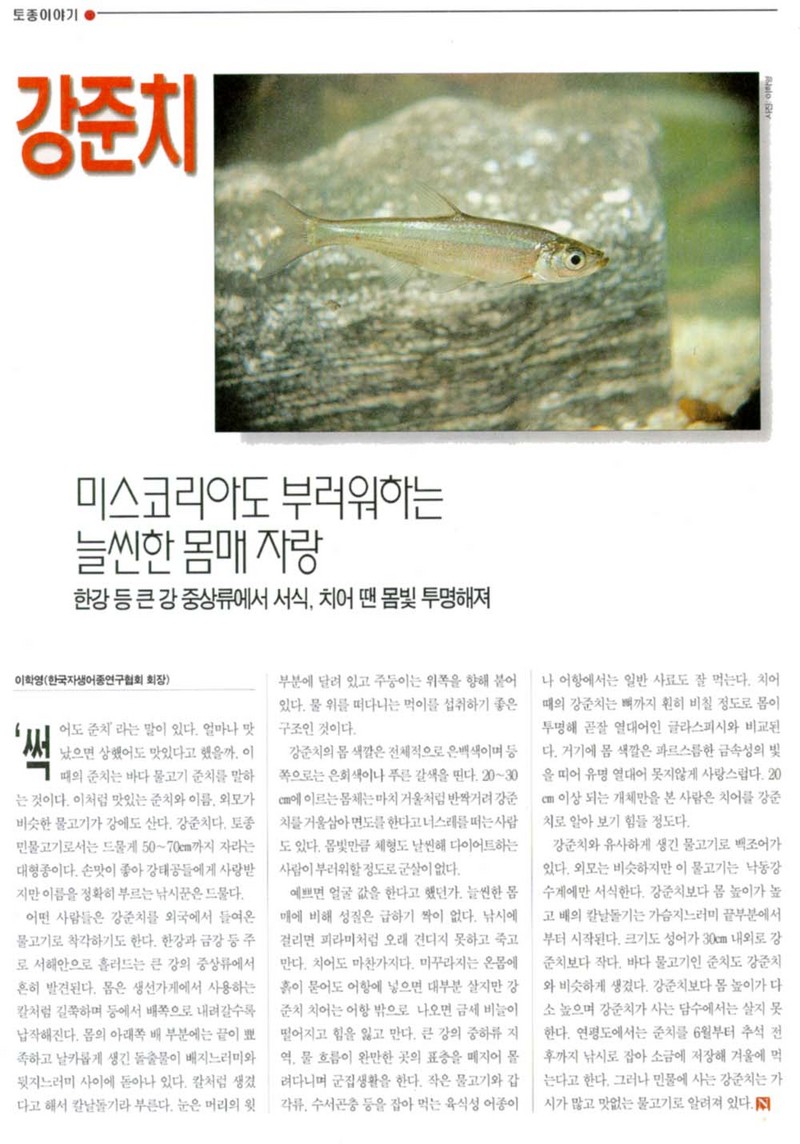 Korean fish - Erythroculter erythropterus 2 (강준치); DISPLAY FULL IMAGE.