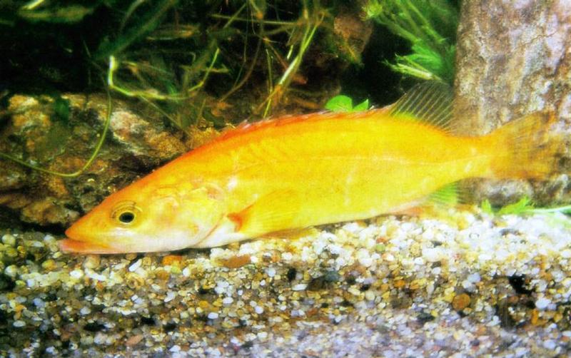 Korean Golden Mandarin Fish J01 (황쏘가리); DISPLAY FULL IMAGE.