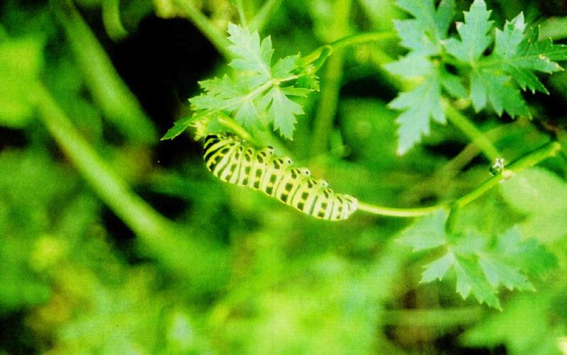 Caterpillar of Common Swallowtail Butterfly (산호랑나비 애벌레); DISPLAY FULL IMAGE.
