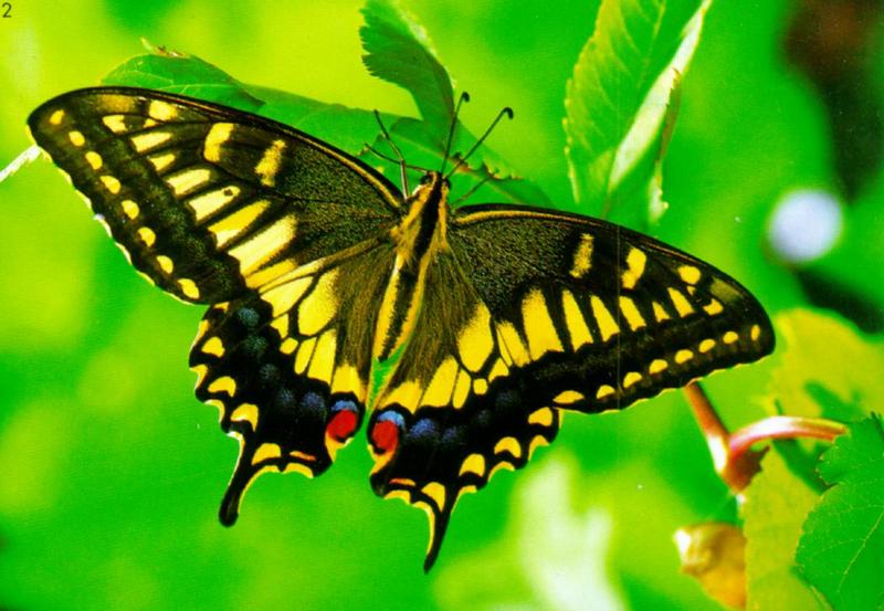 Common Swallowtail Butterfly (산호랑나비); DISPLAY FULL IMAGE.