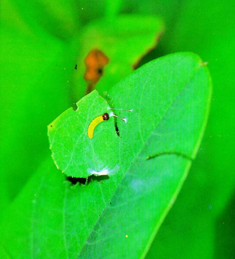 Butterfly Caterpillar Builds Home 1 (집짓는 왕팔랑나비 유충); DISPLAY FULL IMAGE.