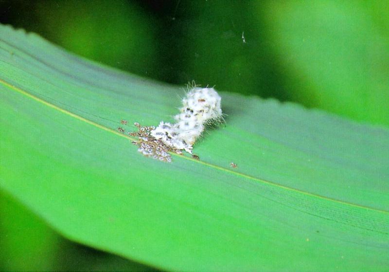 Forest Pierrot Butterfly (바둑돌부전나비) - Caterpillar; DISPLAY FULL IMAGE.