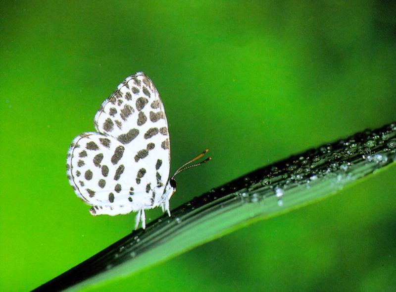 Forest Pierrot Butterfly (바둑돌부전나비); DISPLAY FULL IMAGE.