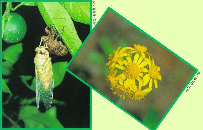 Korean Horse Cicada 1a (1/1); DISPLAY FULL IMAGE.