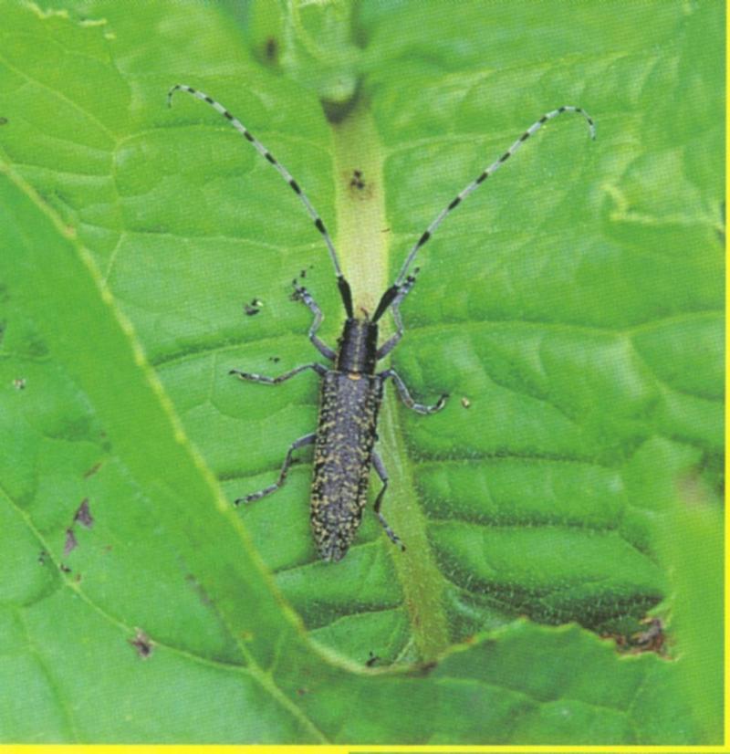 북방초원하늘소 Agapnathia dahli (Northern Grassland Long-horned Beetle); DISPLAY FULL IMAGE.