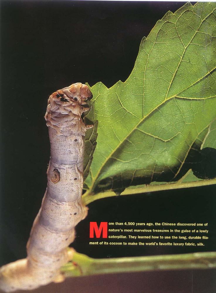 Silkworm (Bombyx mori) {!--누에나방 애벌레-->; Image ONLY