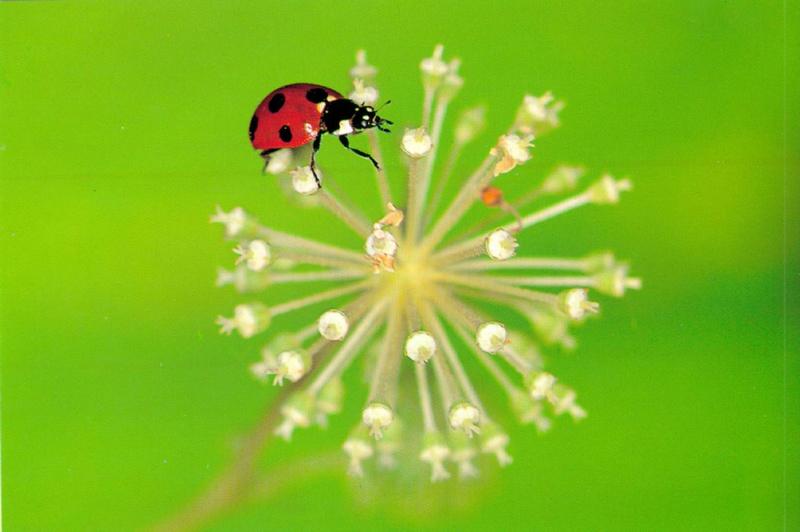 Ladybug, {i>Coccinella septempunctata{/i> (Linnaeus) (1/1); DISPLAY FULL IMAGE.