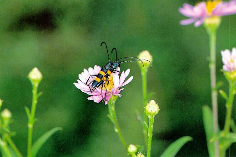 Yellow-banded Long-horned Beetle (Polyzonus fasciatus) {!--노랑띠 하늘소-->; DISPLAY FULL IMAGE.