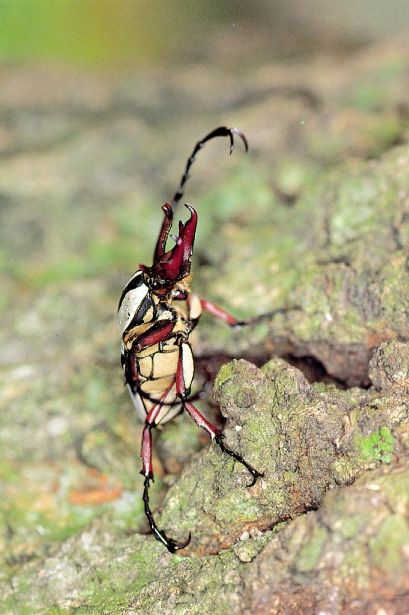 Stag-horned Beetle, Dicranocephalus adamsi (사슴풍뎅이); DISPLAY FULL IMAGE.