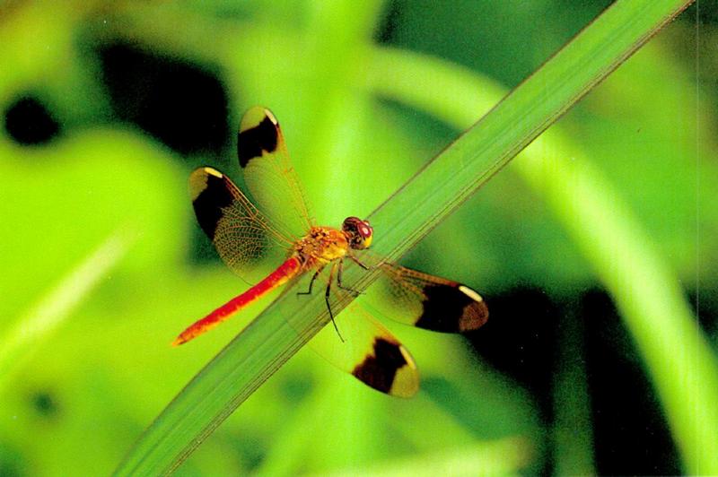 Dragonfly, Sympetrum pedemontanum elatum (노란띠좀잠자리); DISPLAY FULL IMAGE.