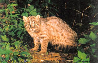 Korean Mammal - Leopard cat (삵/살쾡이, Prionailurus bengalensis); Image ONLY