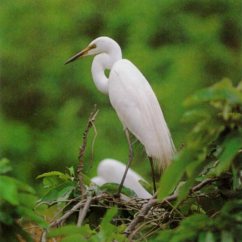 Large egret (J01); DISPLAY FULL IMAGE.