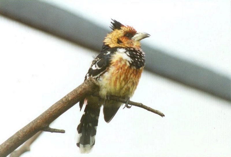 Birds from El Paso Birdpark - barbet1.jpg; DISPLAY FULL IMAGE.