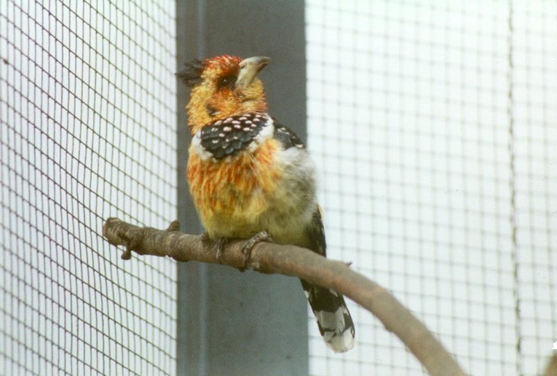 Birds from El Paso Birdpark - barbet2.jpg - what is this?; DISPLAY FULL IMAGE.