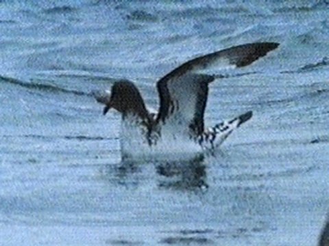 Re: Request: petrels - cape_pigeon1.jpg; Image ONLY