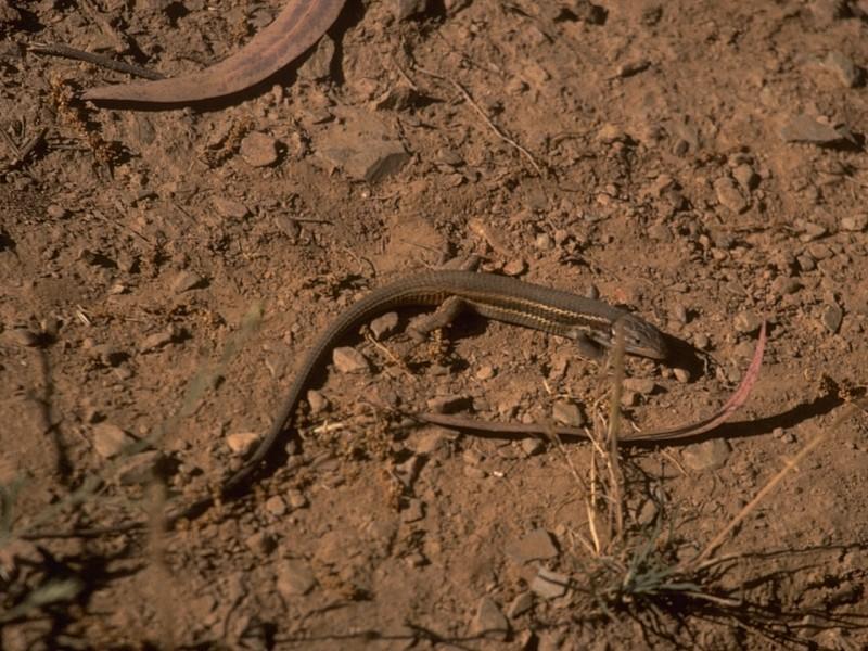 Lizard (Repost)  - Great Psammodromus -- Psammodromus algirus; DISPLAY FULL IMAGE.