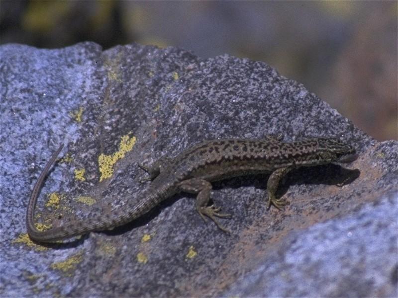 Lizards - Iberian Rock Lizard female 1.jpg -- Iberolacerta monticola; DISPLAY FULL IMAGE.