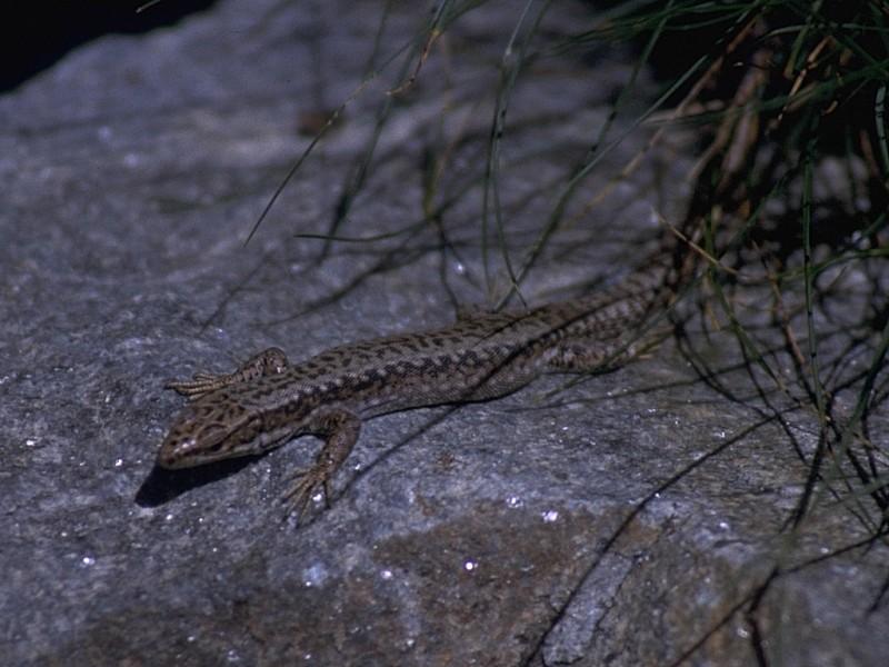 Lizards - Iberian Rock Lizard female 2.jpg -- Iberolacerta monticola; DISPLAY FULL IMAGE.